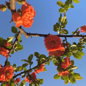 性感美女被干裸
